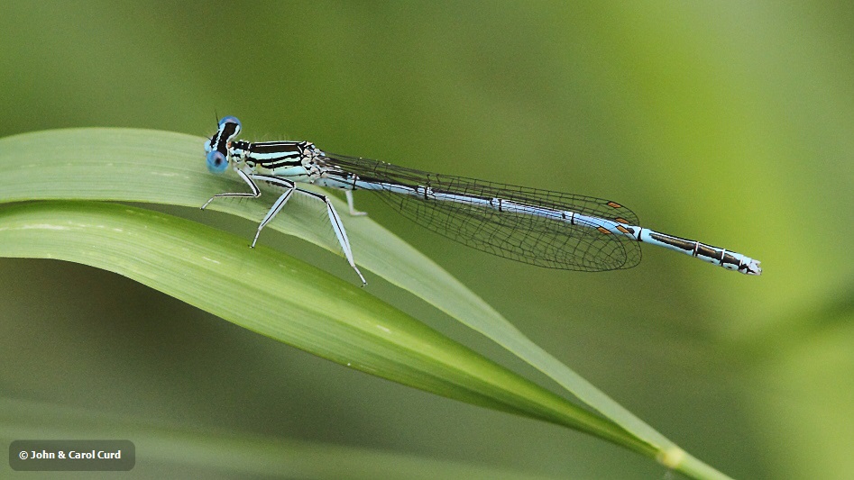 IMG_0720 Platycnemis pennipes male.JPG